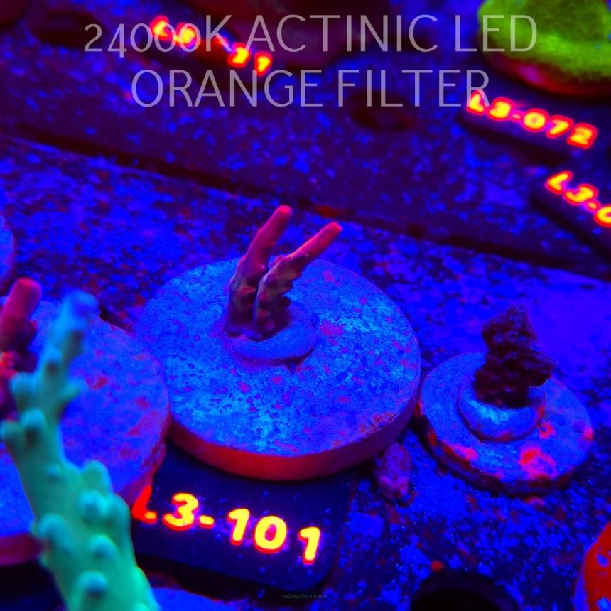 Acropora JMC PINK DREAM (05.01.2026) L3-101  2cm