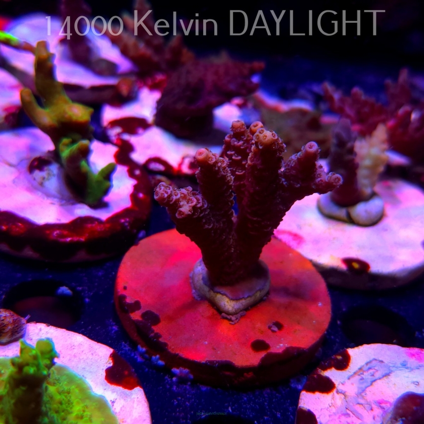 Acropora MILLEPORA PINK (19.06.2025) L3-II-26  5cm