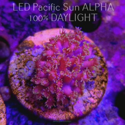 Goniopora sp AUSTRALIA ULTRA PINK+YELLOW+WHITE UNIQUE (09.06.2024) MM1-I-5