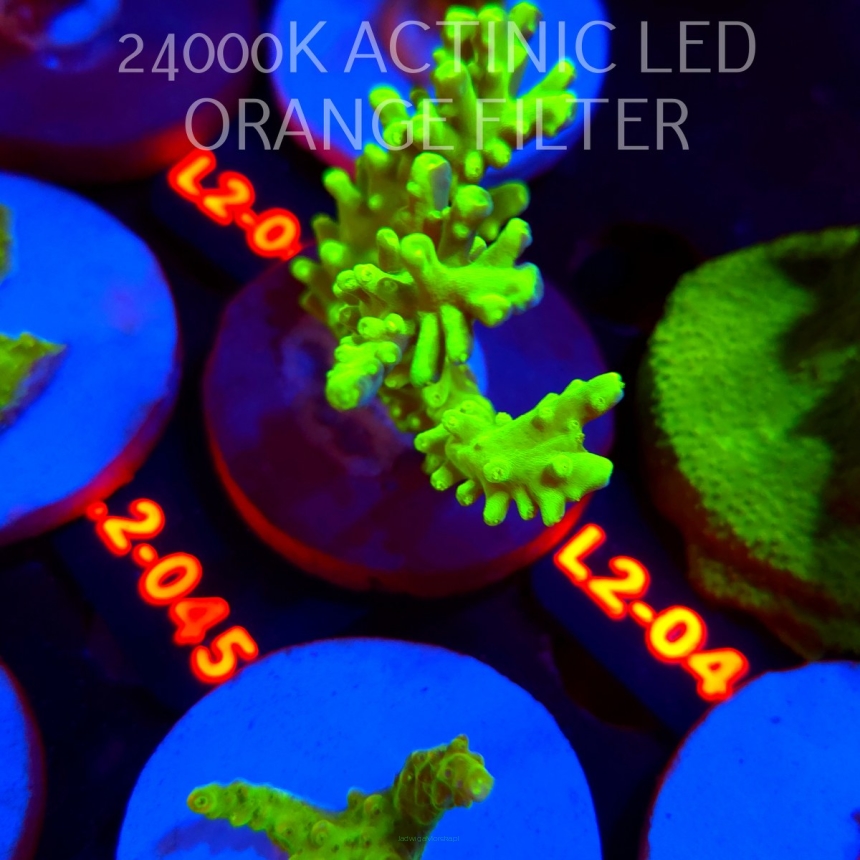 Acropora loripes GREEN DRAGON (14.08.2026) L2-045  9cm