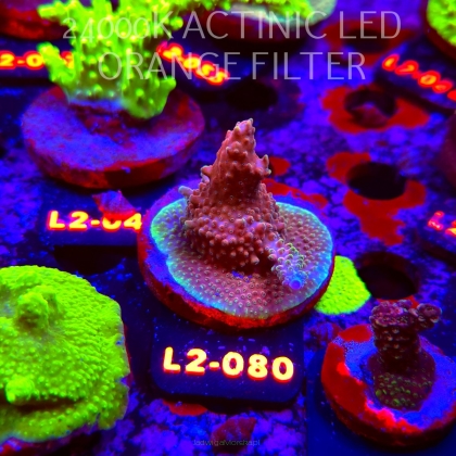 Acropora sp. AUSTRALIA (18.03.2026) L2-080  5cm