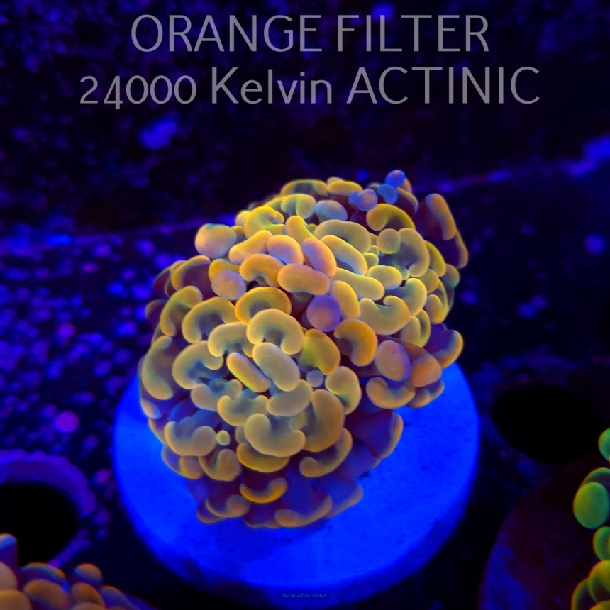 Euphyllia paraancora GOLD HOLOGRAM HAMMER (02.04.2025)