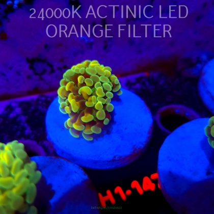 Euphyllia paraancora AUSSIE GREEN HOLOGRAM HAMMER (01.07.2026) H1-147
