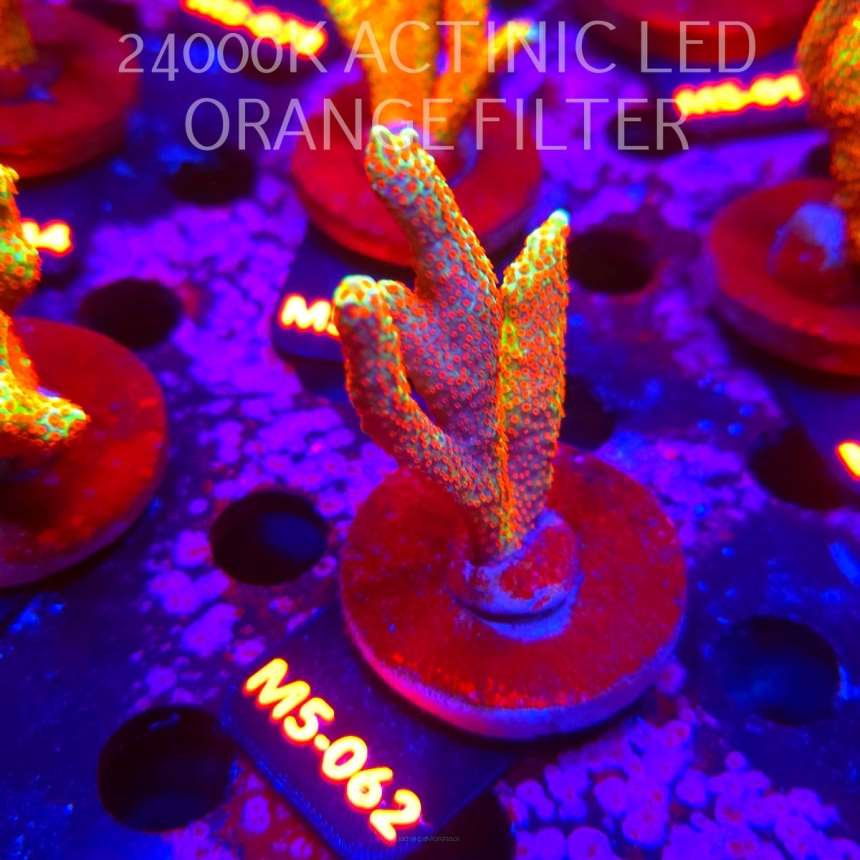 Montipora samarensis BUBBLEGUM (13.04.2026) M5-062  7cm