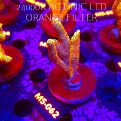 Montipora samarensis BUBBLEGUM (13.04.2026) M5-062  7cm