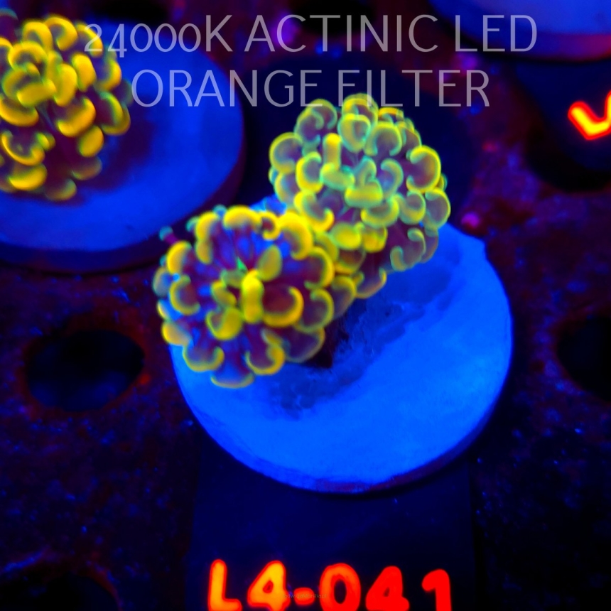 Euphyllia paraancora AUSSIE GOLD HAMMER (01.07.2026) L4-041  2H