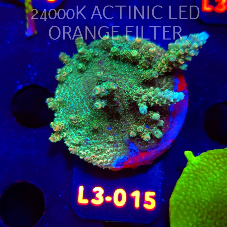 Acropora millepora CLOCKWORK ORANGE (08.05.2026) L3-015  5cm