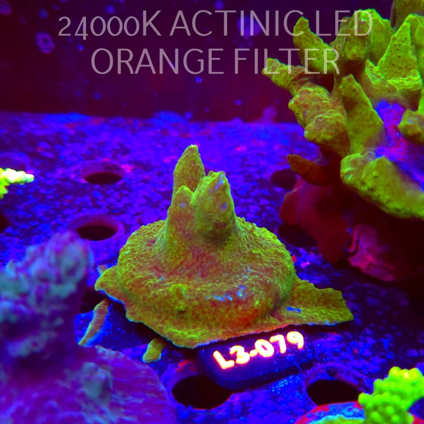 Acropora sp. AUSTRALIA (05.01.2026) L3-079  5cm