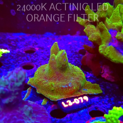 Acropora sp. AUSTRALIA (05.01.2026) L3-079  5cm