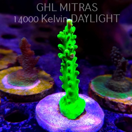 Acropora AUSTERA BANANA (20.02.2025) L4-III-13  8cm
