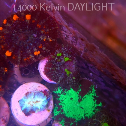 Rhodactis URANIUM Bounce Mushroom (05.03.2025)  3cm
