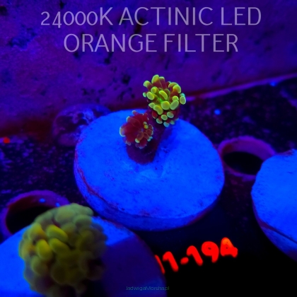 Euphyllia paraancora AUSSIE GREEN HOLOGRAM HAMMER (01.07.2026) H1-194