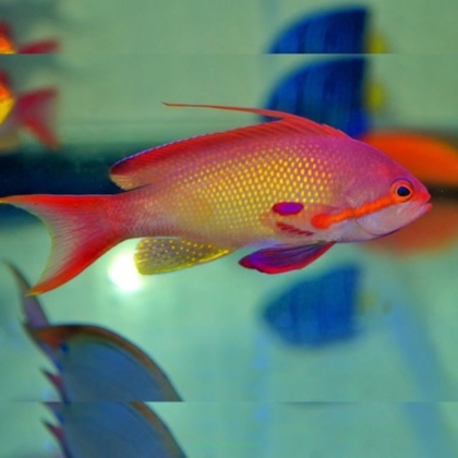 Pseudanthias cheirospilos samiec 7 cm