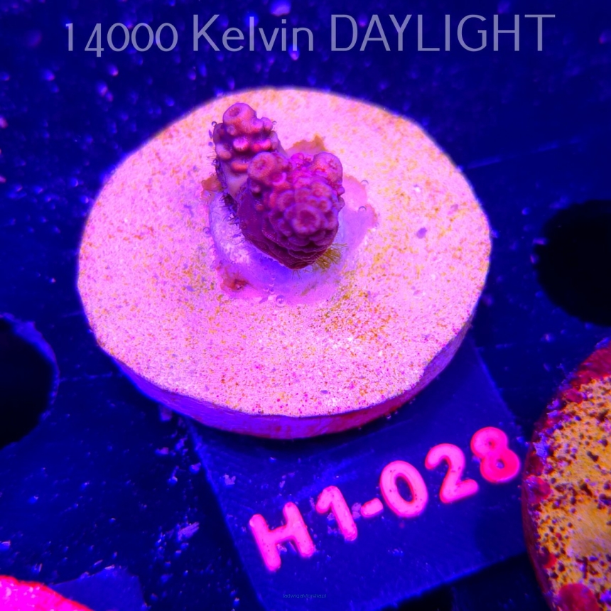 Acropora sp. (24.05.2026) H1-028  2cm