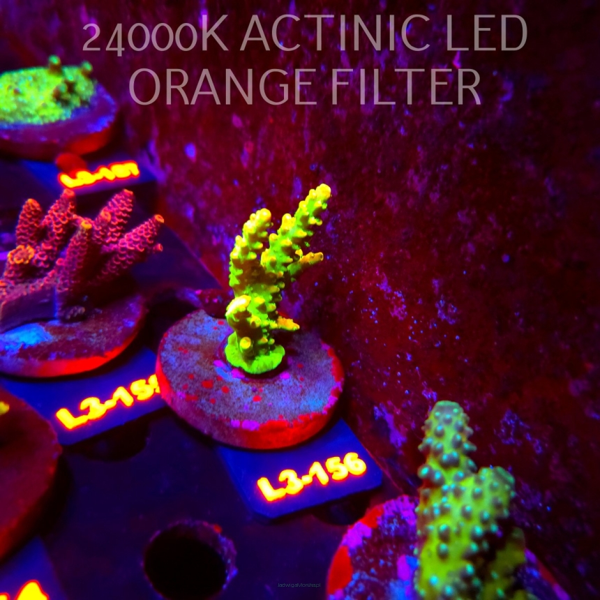 Acropora GOLD FEVER (11.09.2026) L3-156  6cm
