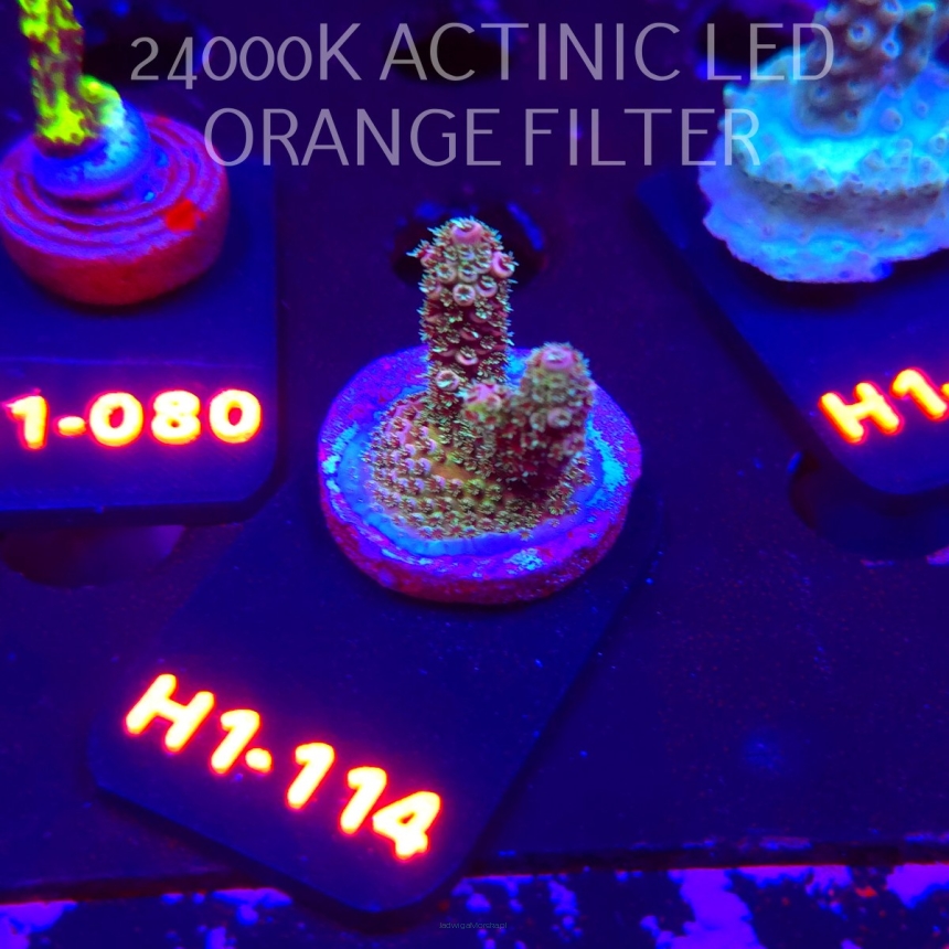 Acropora sp. JMC SPECIAL (01.02.2026) H1-114  3cm