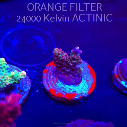 Acropora sp. JMC SPECIAL (04.10.2025)  2cm