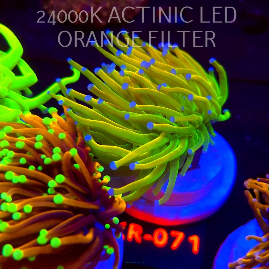 Euphyllia glabrescens OG HOLY GRAIL TORCH (04.12.2025) KR-071