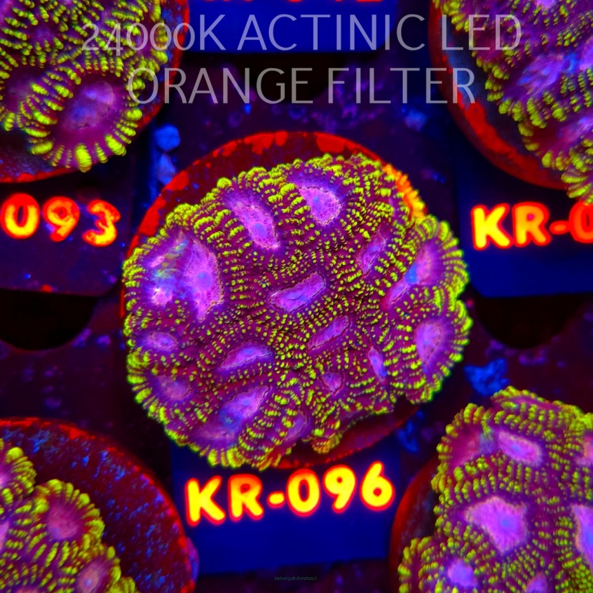Favia WWC SPACE MONKEY (18.07.2026) KR-096  5cm