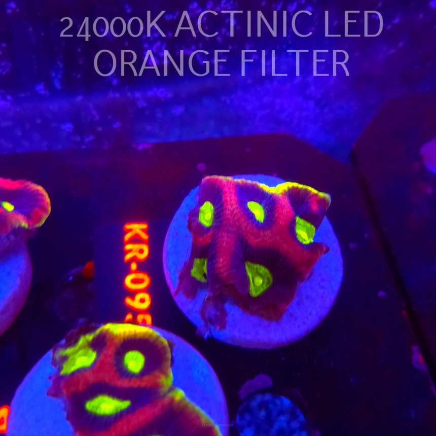 Favites complanata OG DRAGON SOUL (21.02.2026) KR-095  4cm