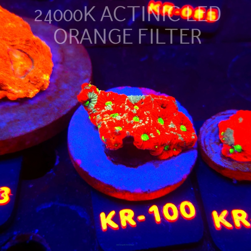 Favites Pentagona ULTRA War Coral (07.12.2025) KR-100  5cm