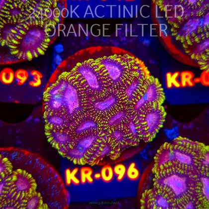 Favia WWC SPACE MONKEY (18.07.2026) KR-096  5cm