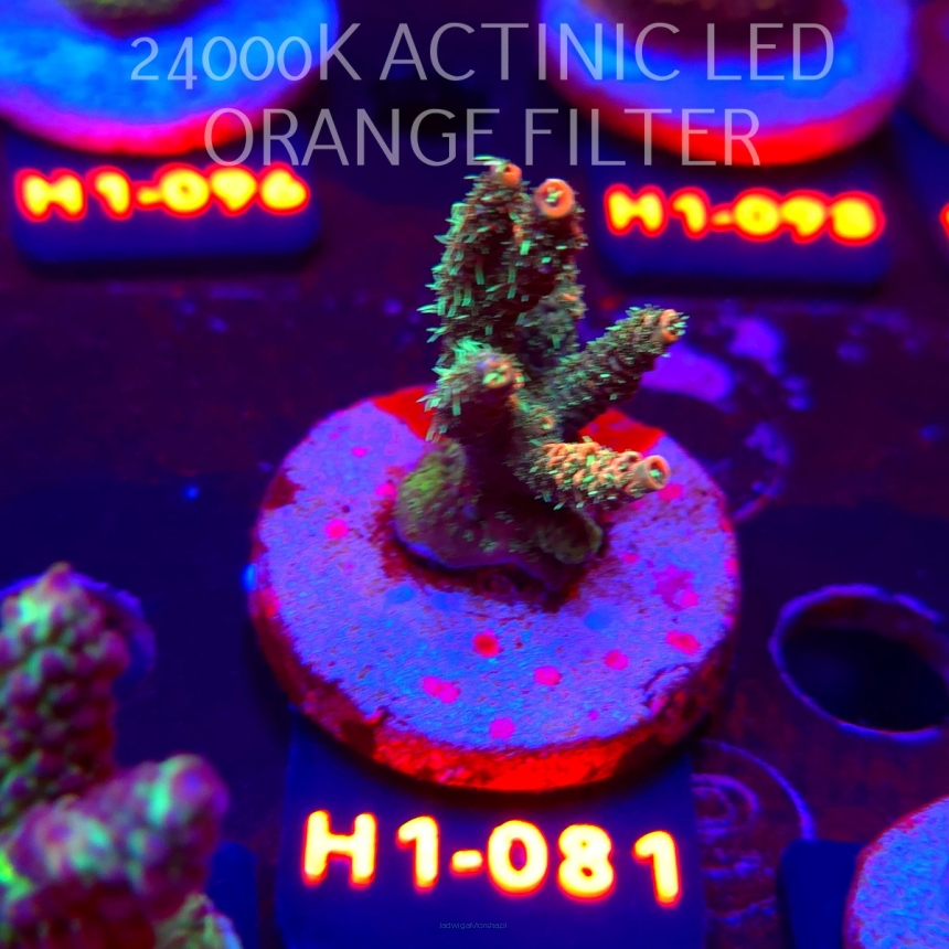 Acropora MILLEPORA RAINBOW (24.05.2026) H1-081  4cm