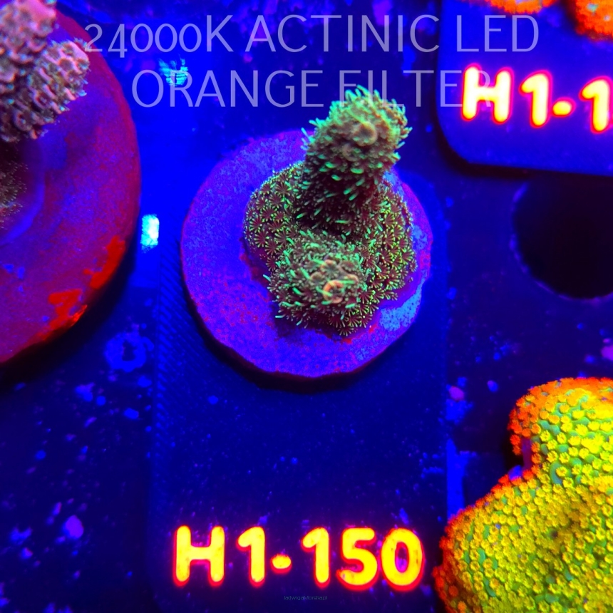 Acropora MILLEPORA RAINBOW (04.02.2026) H1-150  4cm