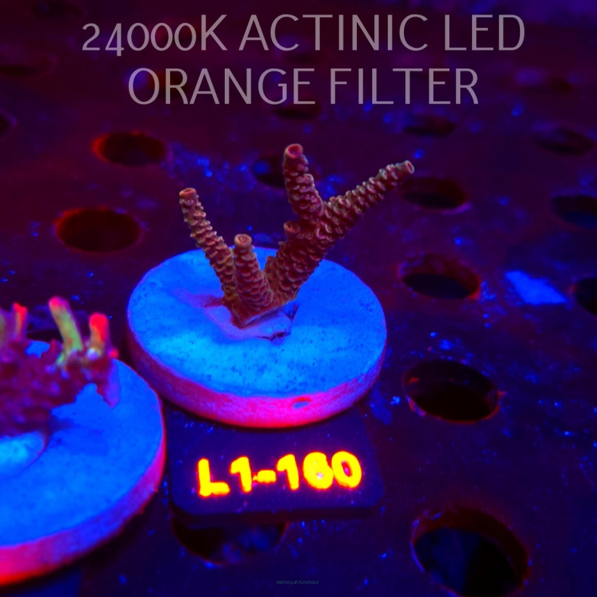 Acropora sp. PREMIUM AUSTRALIA  (01.08.2026) L1-160  6cm