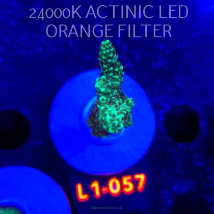 Acropora sp. URANIUM (09.10.2025) L1-057  5cm