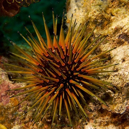 Jeżowiec Echinometra viridis