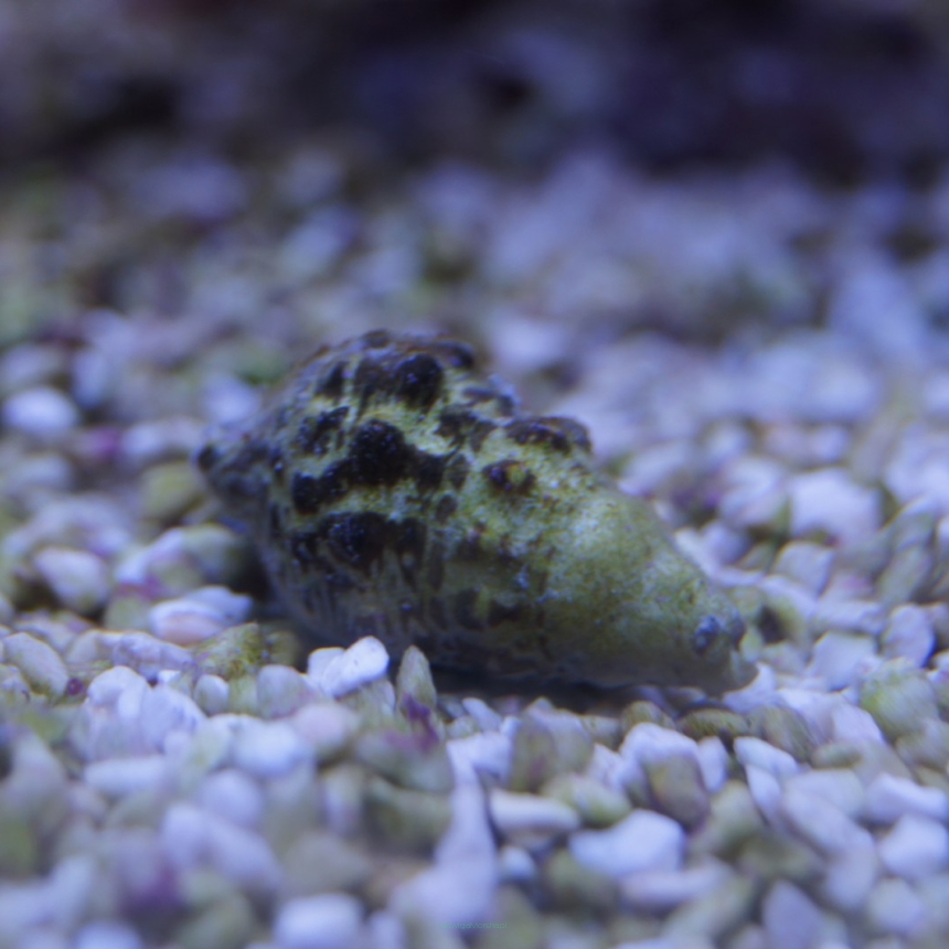 Cerithium caeruleum (ślimak na cyjano) 2-3 cm