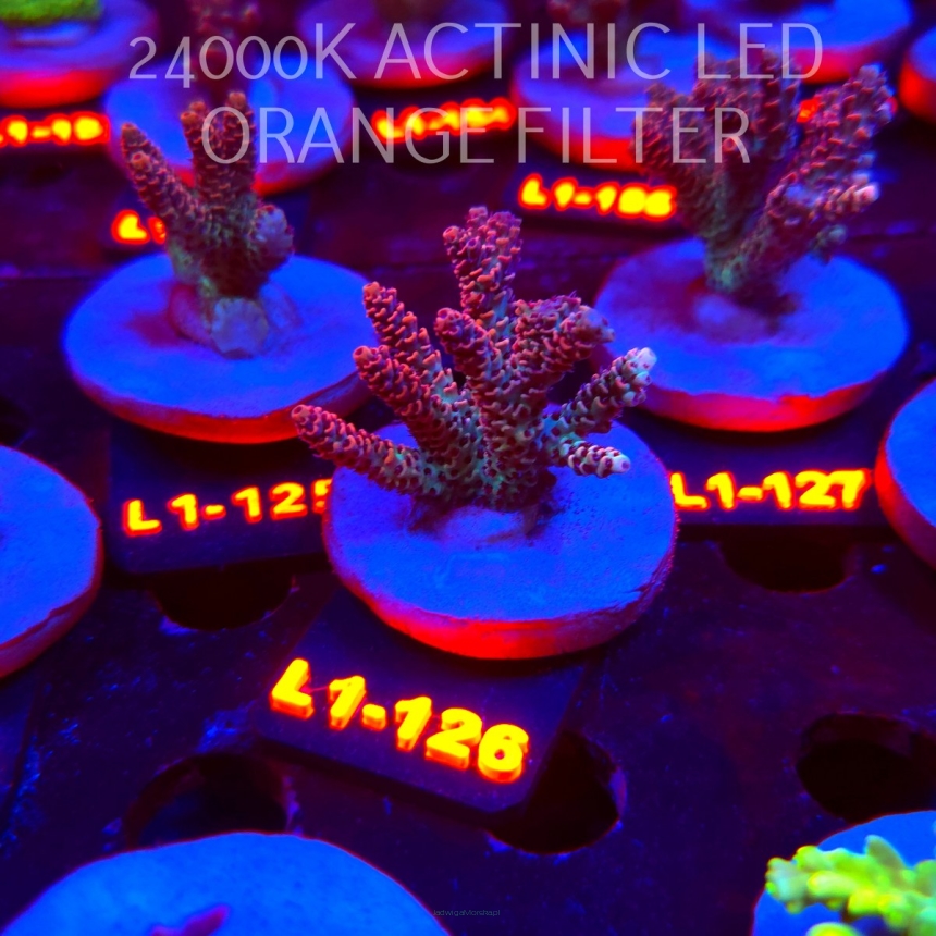 Acropora HYACINTHUS ULTRA (02.08.2026) L1-126  6cm