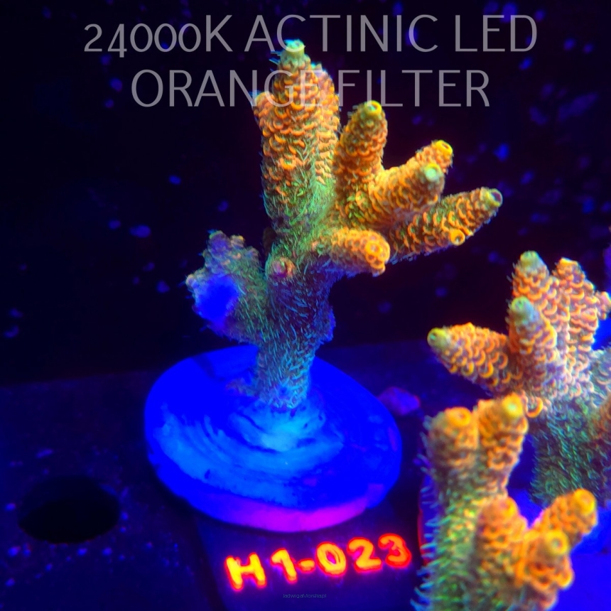Acropora MILLEPORA ELECTRIC ORANGE JAWDROPPER (02.11.2025) H1-023  8cm