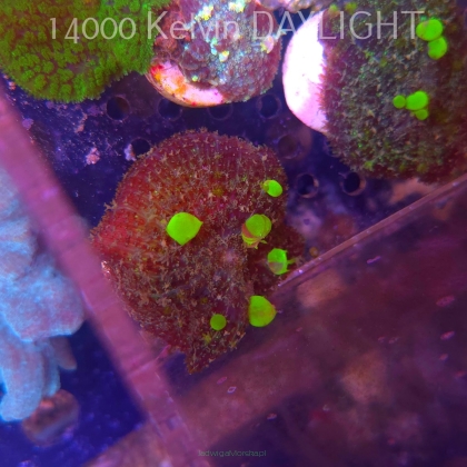 Rhodactis URANIUM Bounce Mushroom (05.03.2025)  5cm