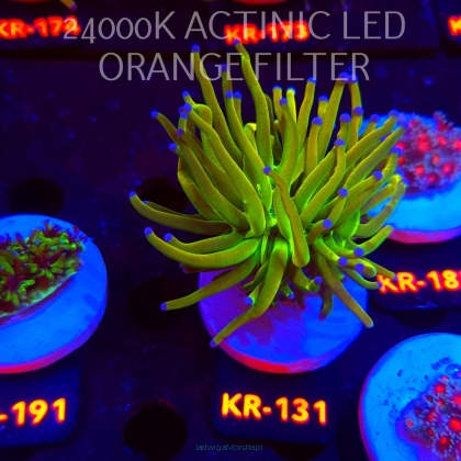 Euphyllia glabrescens OG HOLY GRAIL TORCH (17.01.2026) KR-131