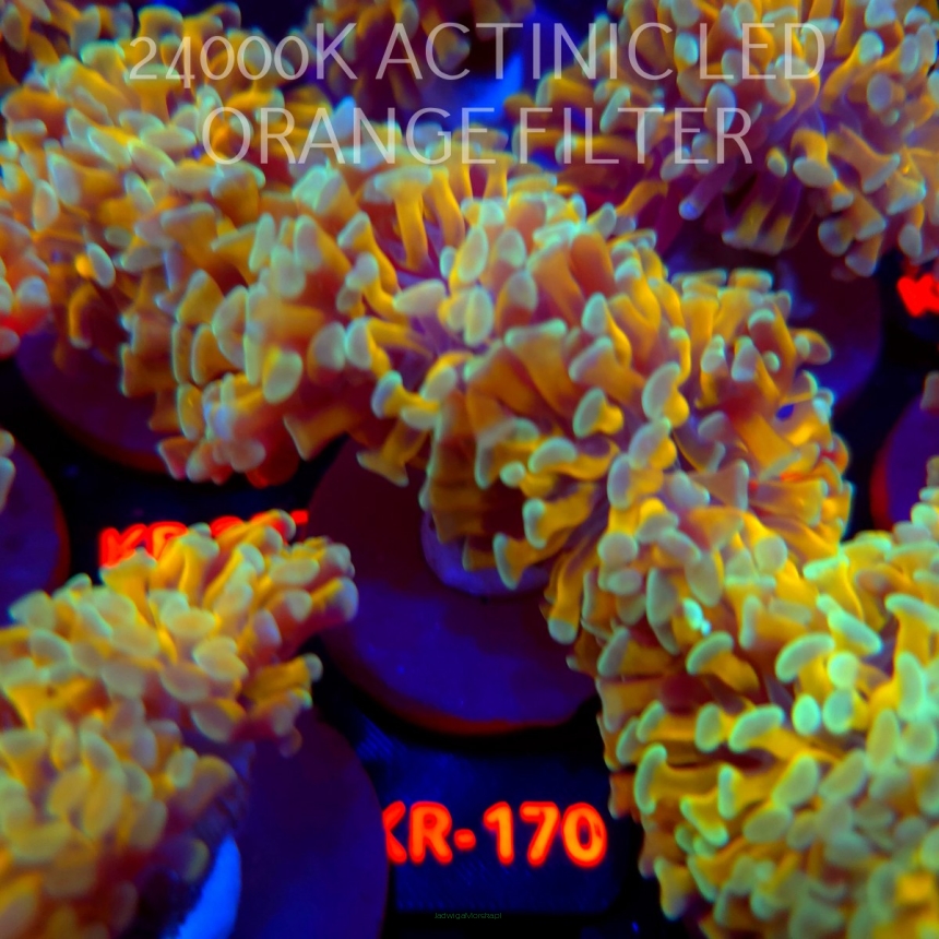 Euphyllia paraancora HOLY GRAIL HAMMER (04.04.2026) KR-170  2H