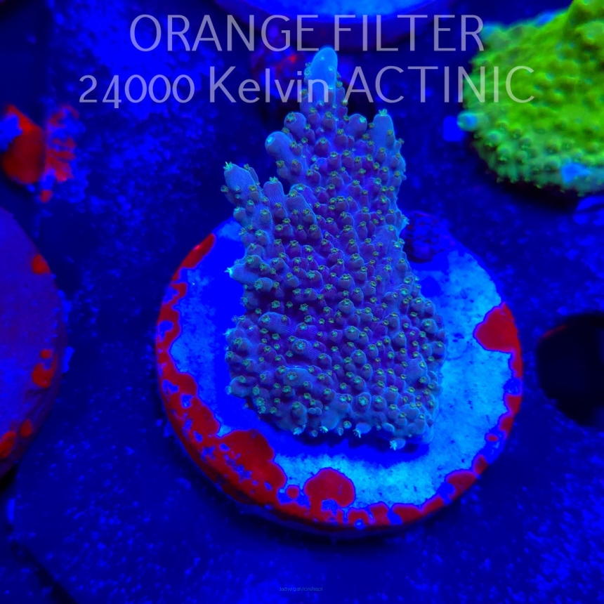 Acropora efflorescens TABLE ACRO (19.06.2025) L3-iI-17  7cm