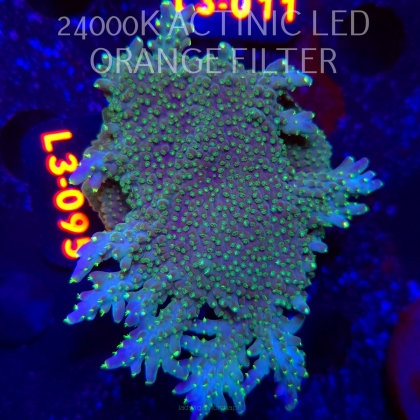 Acropora efflorescens TABLE ACRO (04.01.2026) L3-095  9cm