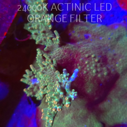 Acropora granulosa ULTRA (08.11.2025) MM1-I-32  12cm