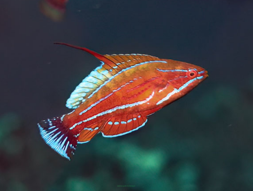 Paracheilinus flavianalis rozmiar 4-5 cm