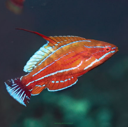 Paracheilinus flavianalis rozmiar 4-5 cm