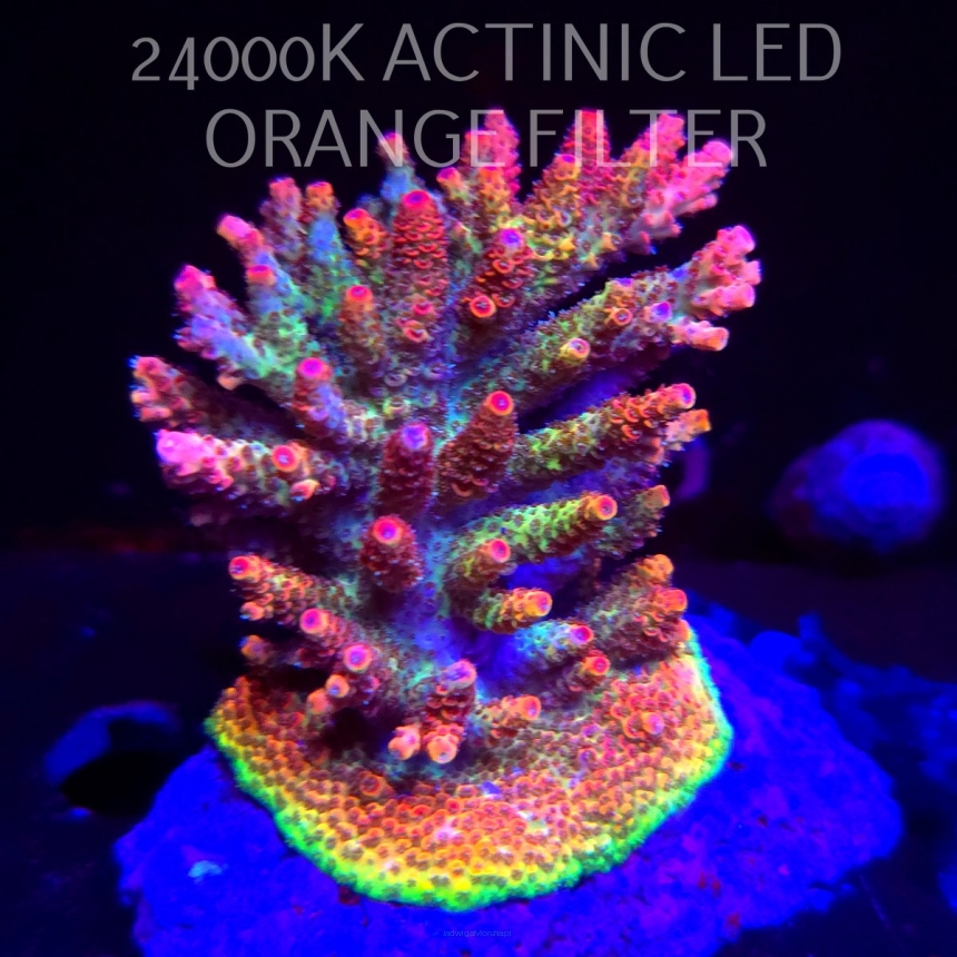 Acropora HYACINTHUS CORALSEA (07.02.2026)  10cm