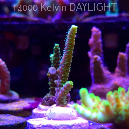 Acropora millepora  (21.06.2025) L4-I-18  6cm