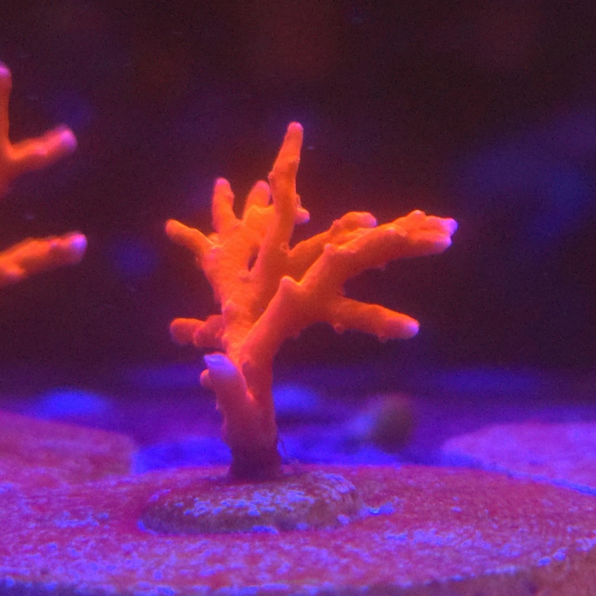 Anacropora Jason Fox TNT (13.01.2026) MM6-I-22  3cm