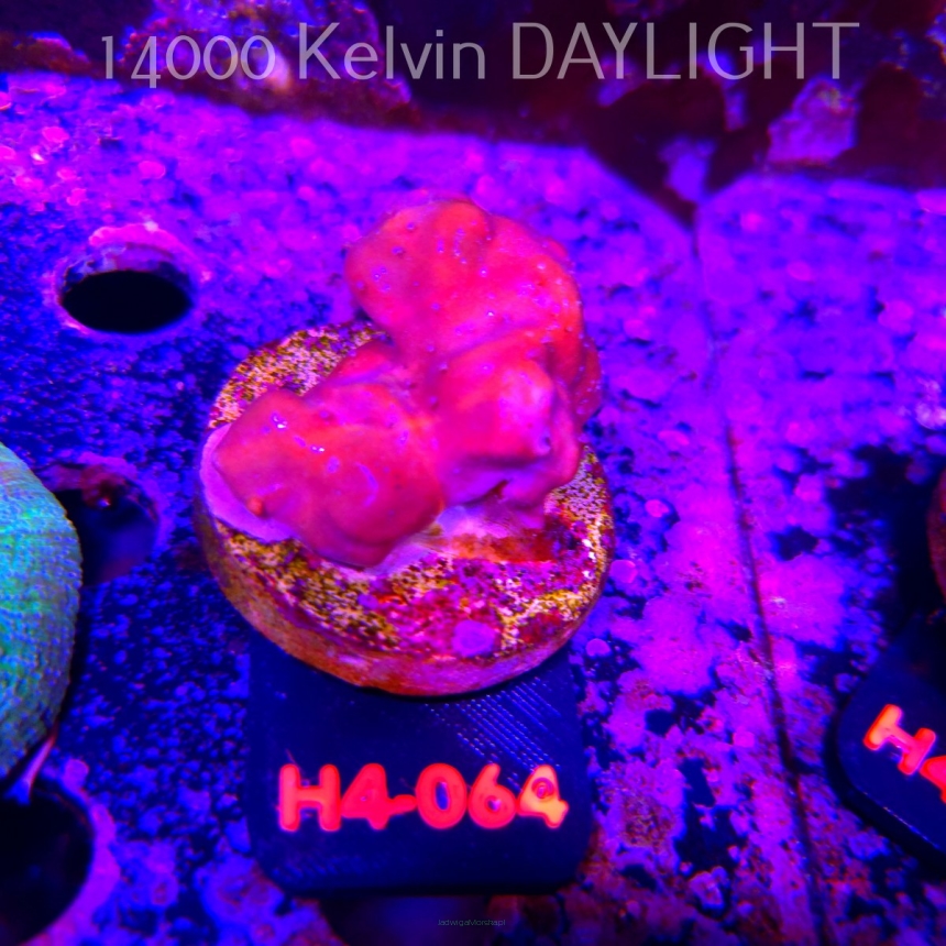 Blue Ridge Coral - Heliopora coerulea - Blue Fire Coral (01.06.2026) H4-064  5cm