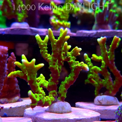 Anacropora WWC SLIMEBALL (20.03.2025) L1-I-26  5cm