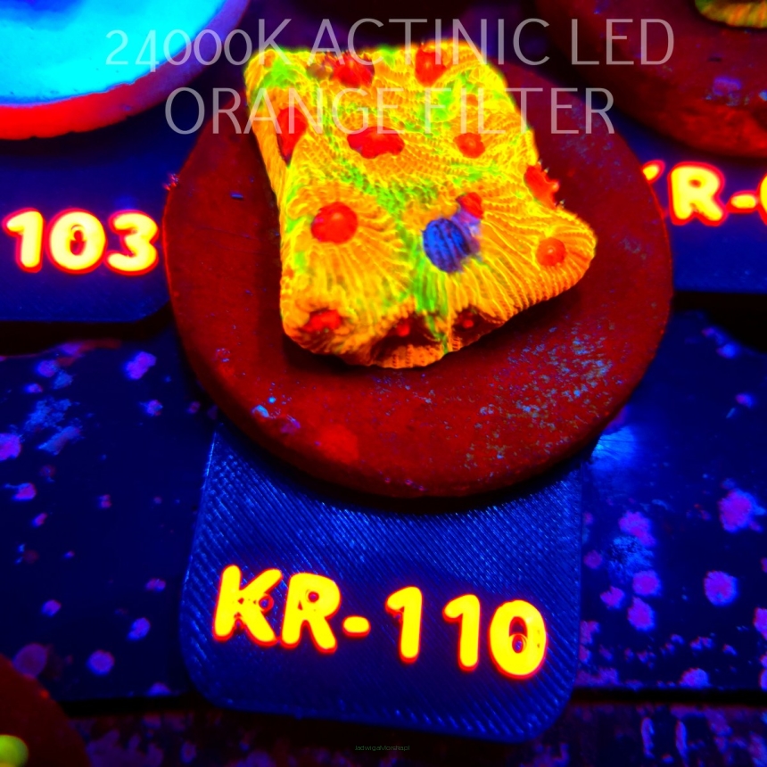 Favia JASON FOX CANDY CORN (07.08.2026) KR-110  4cm