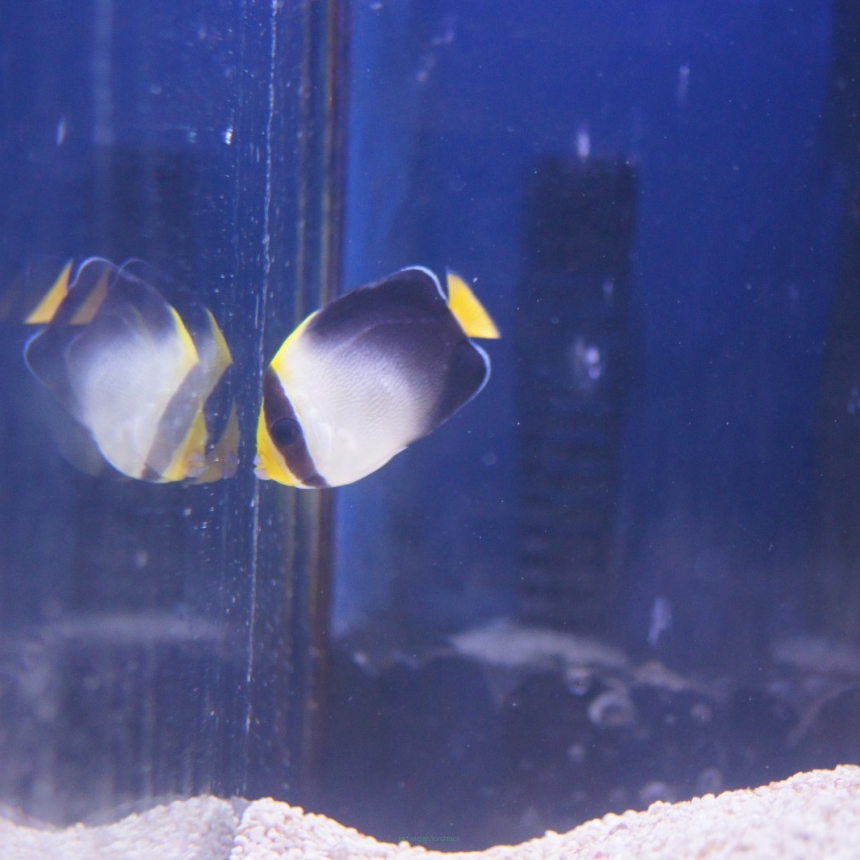 Chaetodontoplus mesoleucus (Queen Angel) rozmiar 4-5 cm