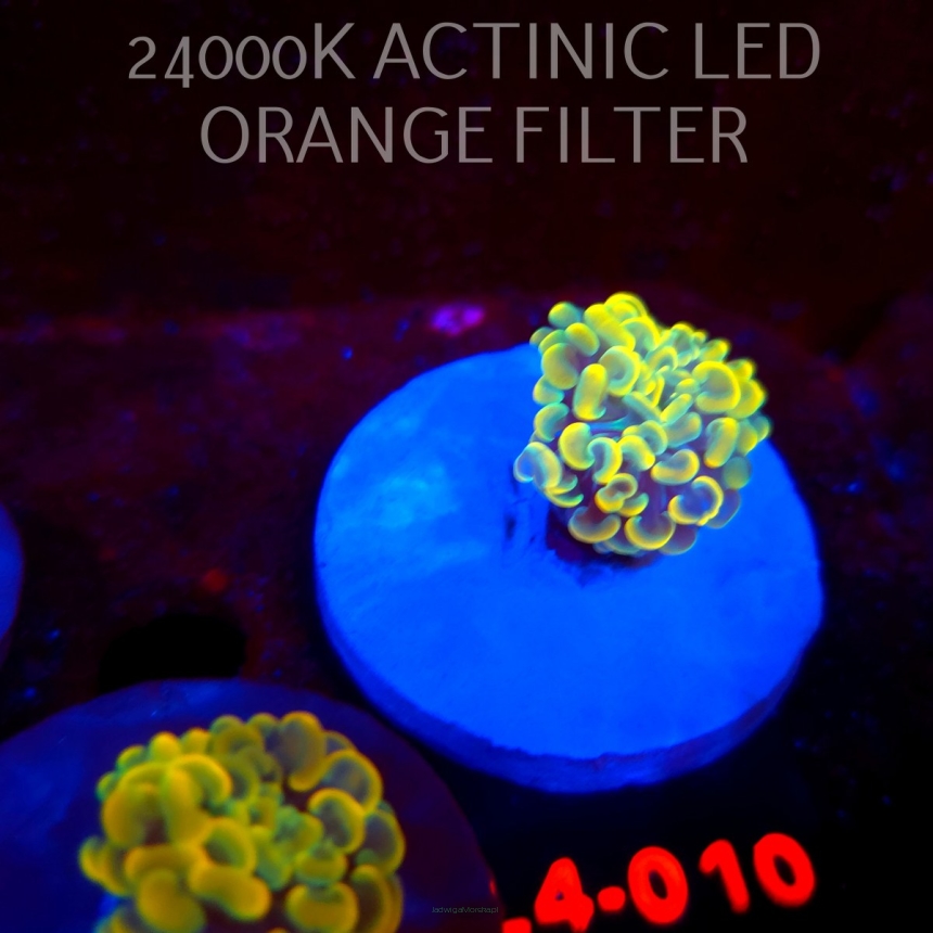 Euphyllia paraancora AUSSIE GOLD HAMMER (01.07.2026) L4-010